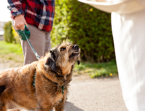 old dog barking