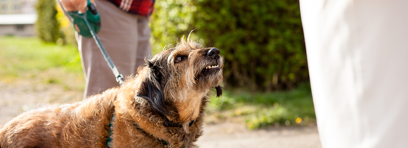 old dog barking